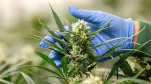 "Affiche de campagne de prévention contre la consommation de cannabis à Maurice, visant à sensibiliser les jeunes aux risques liés à la drogue."