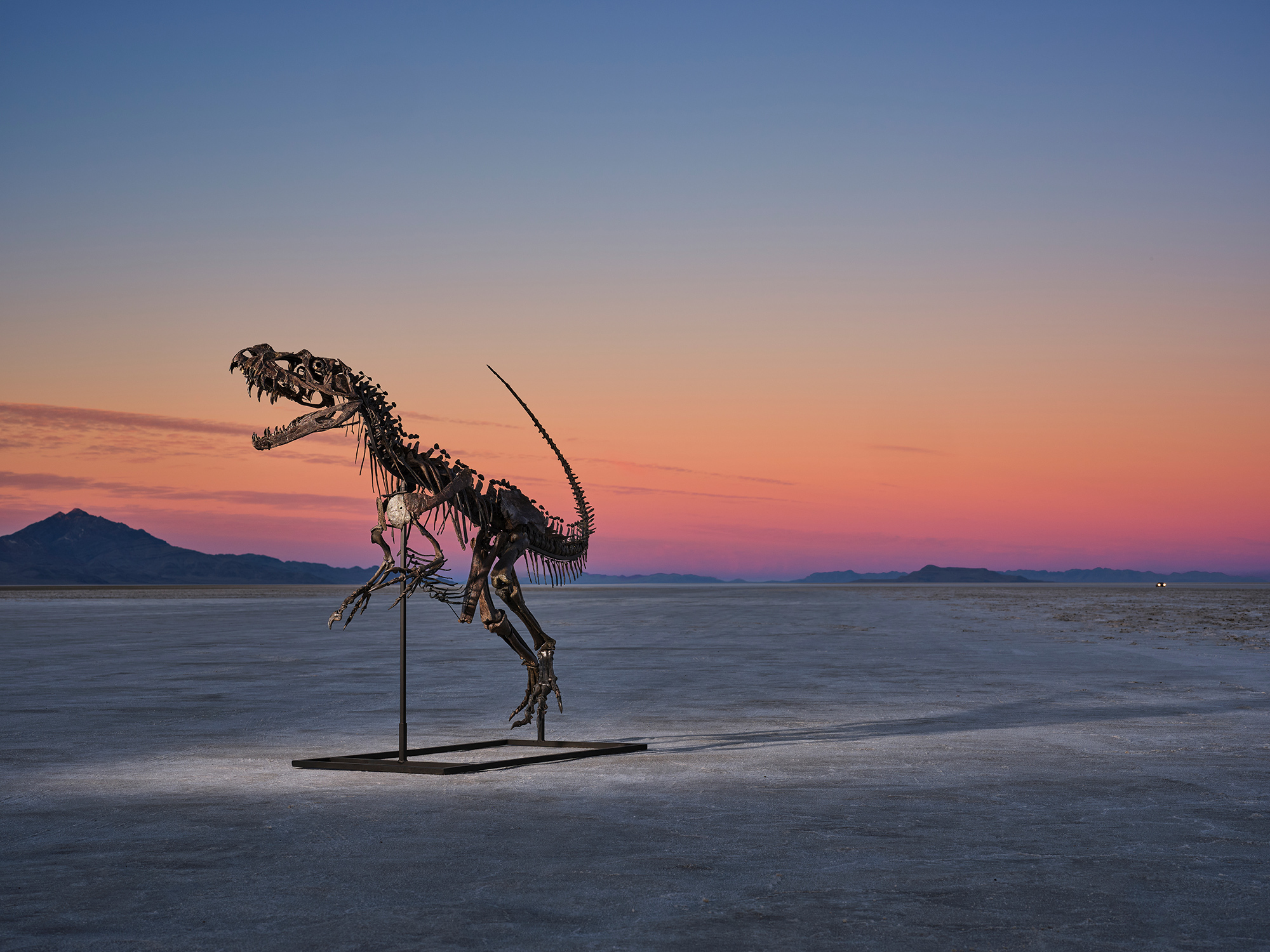 Dinosaur skeleton auction: 5 rare finds going under hammer