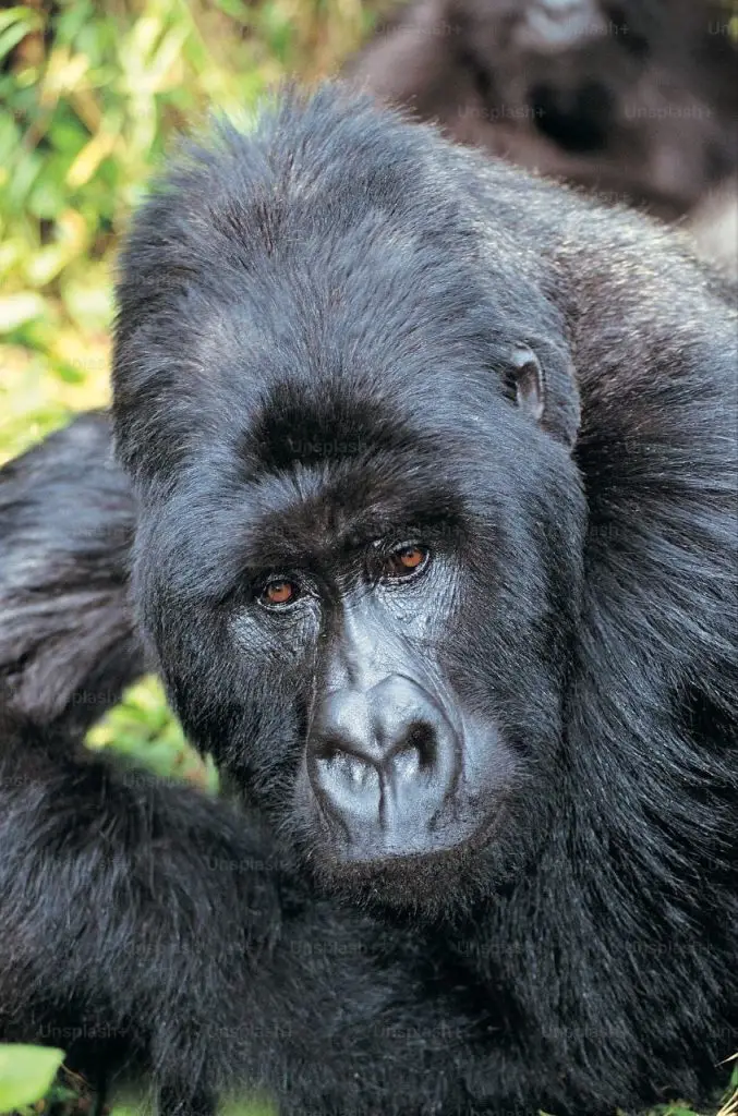 Mountain Gorillas