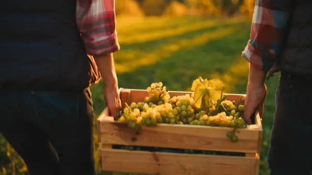 Wine Estates